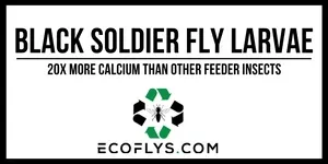 Ecoflys Coupons and Promo Code