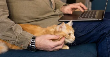 Lost Cat Finder Coupons and Promo Code