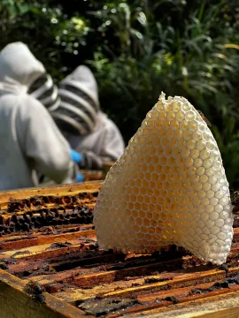 Hawaiian Honey AT&S Coupons and Promo Code